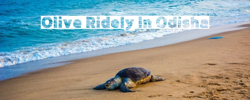 Olive Ridely in Odisha